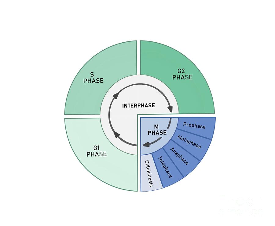 Cell Cycle by Kadambari Pathania / Science Photo Library