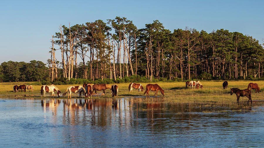 chincoteague Island ponies Photograph by Louis Dallara