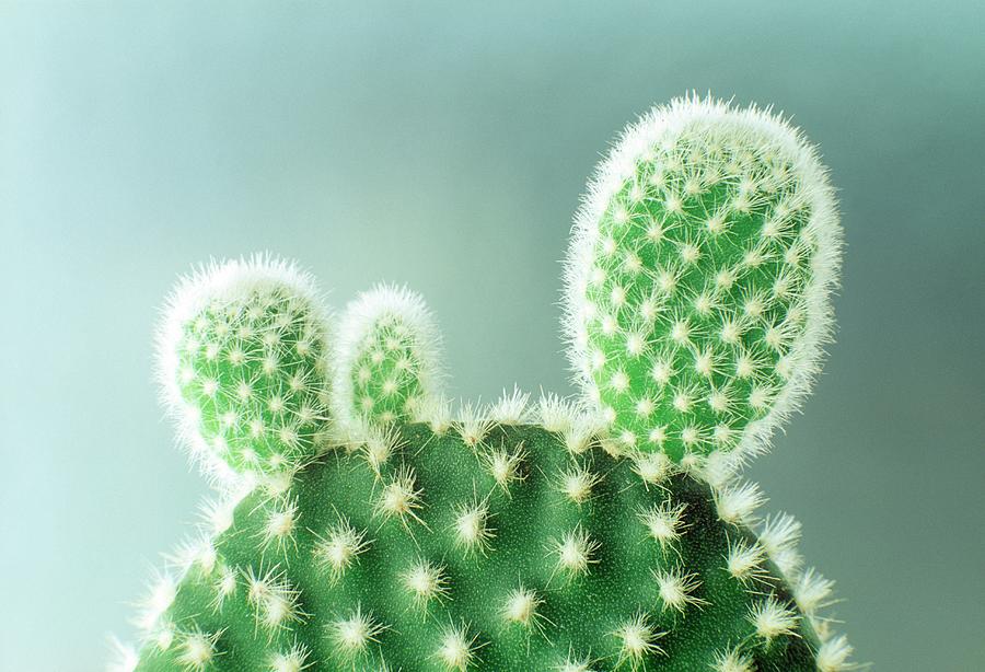 cactus v4 Grafted Mammillaria pectinifera main image 0