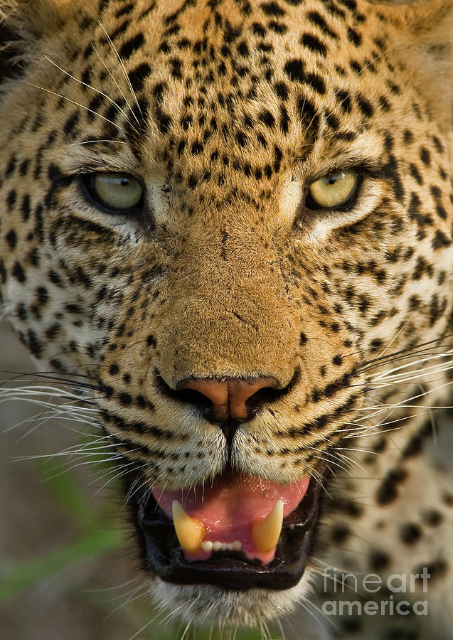 Close Up Of Leopard, Greater Kruger by Wim Van Den Heever