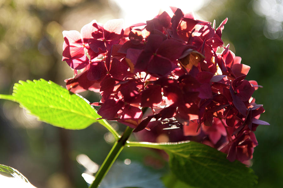 Close-up Of Red Hydrangeas Photograph by Lukas Larsson Jalag