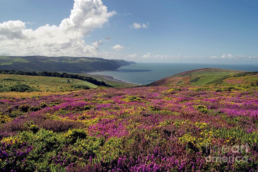 Coastal Heath Vegetation by Steve Horrell / Science Photo Library