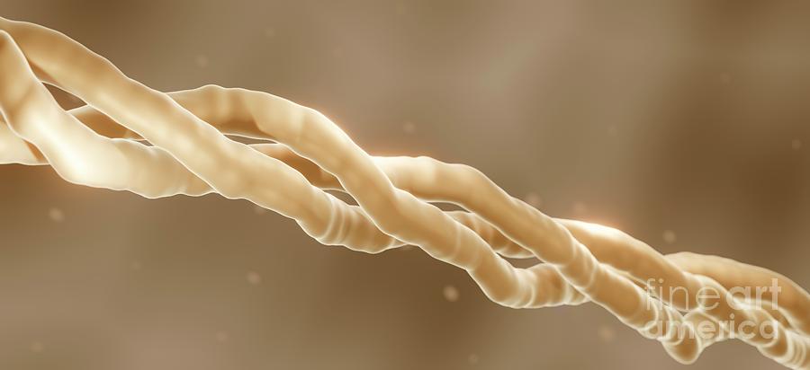 Collagen by Artur Plawgo / Science Photo Library