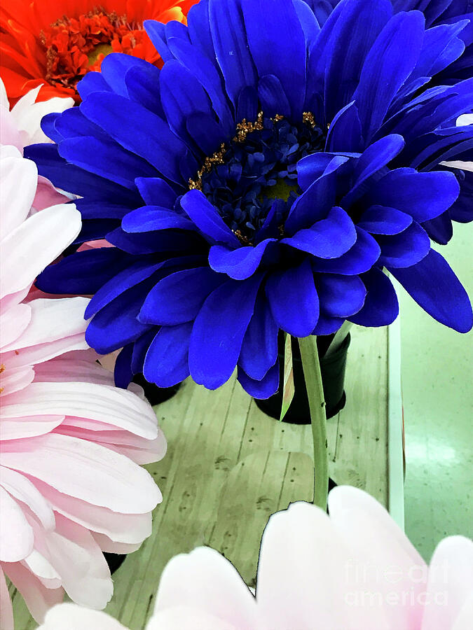 Color-faux Blooms Photograph by Rick Locke - Out of the Corner of My Eye