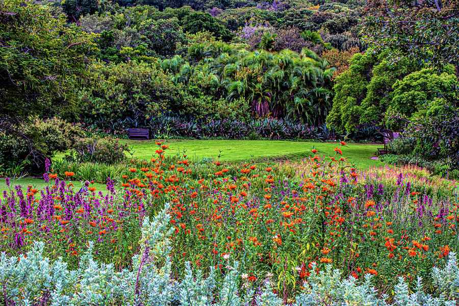 Colorful Kirstenbosch Gardens Photograph by Douglas Wielfaert