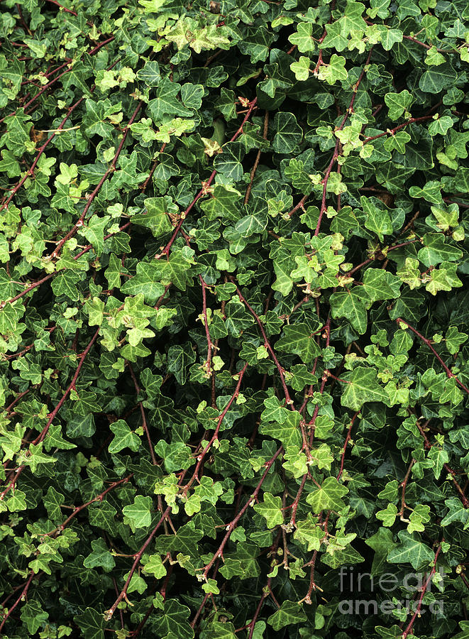 Common Ivy (hedera Helix 'duckfoot') by Geoff Kidd / Science Photo Library