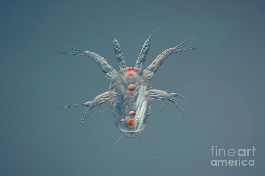 Copepod Nauplius Larvae by Hakan Kvarnstrom / Science Photo Library