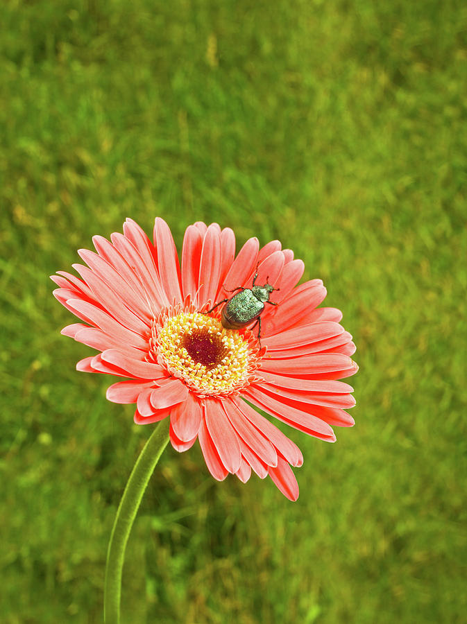 Coral Gerbera Daisy With A June Bug by Chris Stein