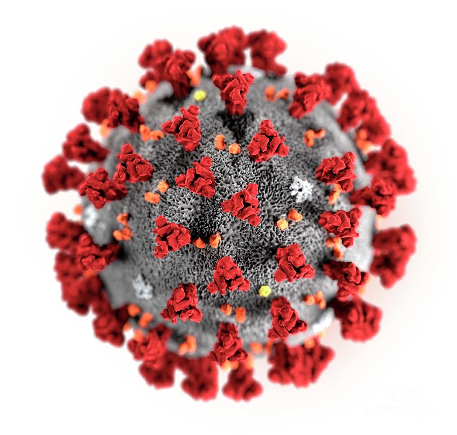 Covid-19 Coronavirus Particle by Cdc / Science Photo Library