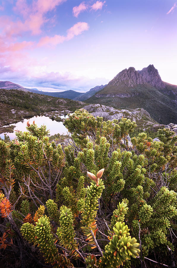 Cradle Mountain Sunset Photograph by Monamifoto