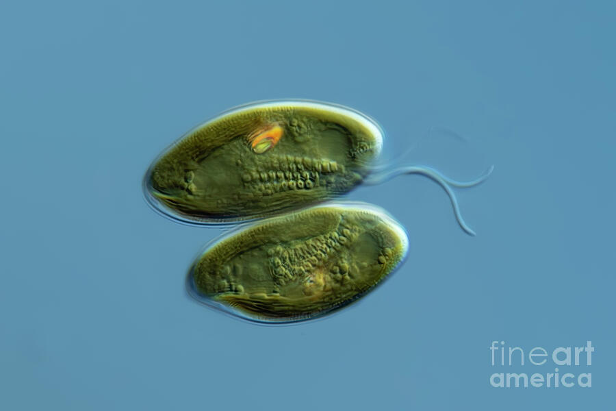 Cryptomonads Cryptomonas Algae by Frank Fox / Science Photo Library