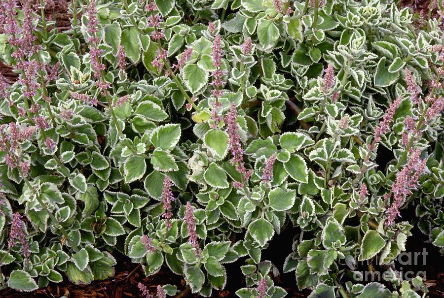 Cuban Oregano by Sally Mccrae Kuyper / Science Photo Library