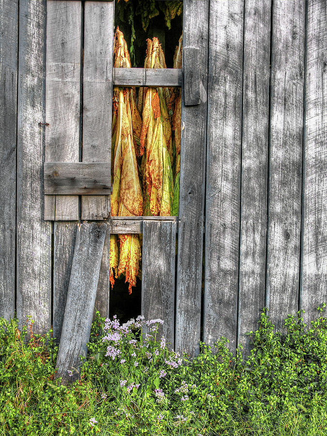 Curing Time Photograph by Randall Dill