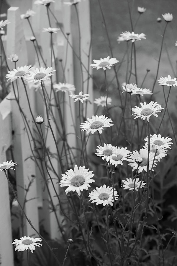 Daisies Photograph by Steven David Roberts