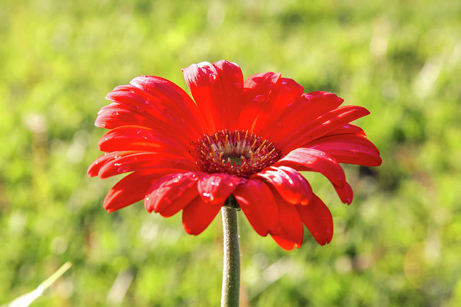 Daisy in the Rain Photograph by Dawn Richards