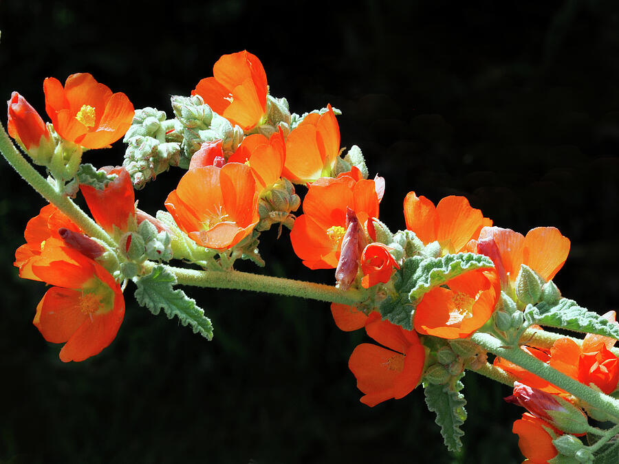 Desert Apricot Mallow Photograph by Joe Schofield