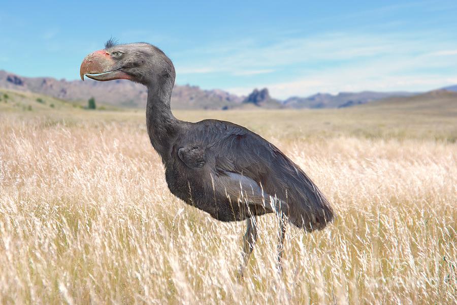  Birds　Dyynia Devincenzia Extinct Flightless Bird by Roman Uchytel / Science