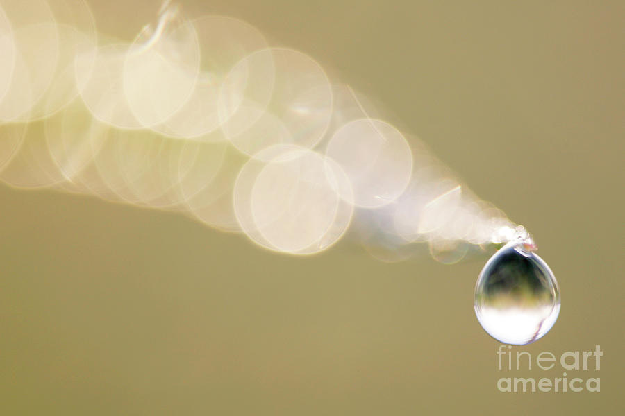 Dew Drop by Manuel Presti / Science Photo Library