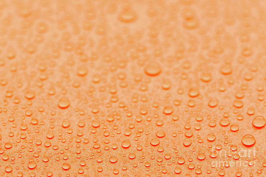 Dew Drops by Wladimir Bulgar / Science Photo Library