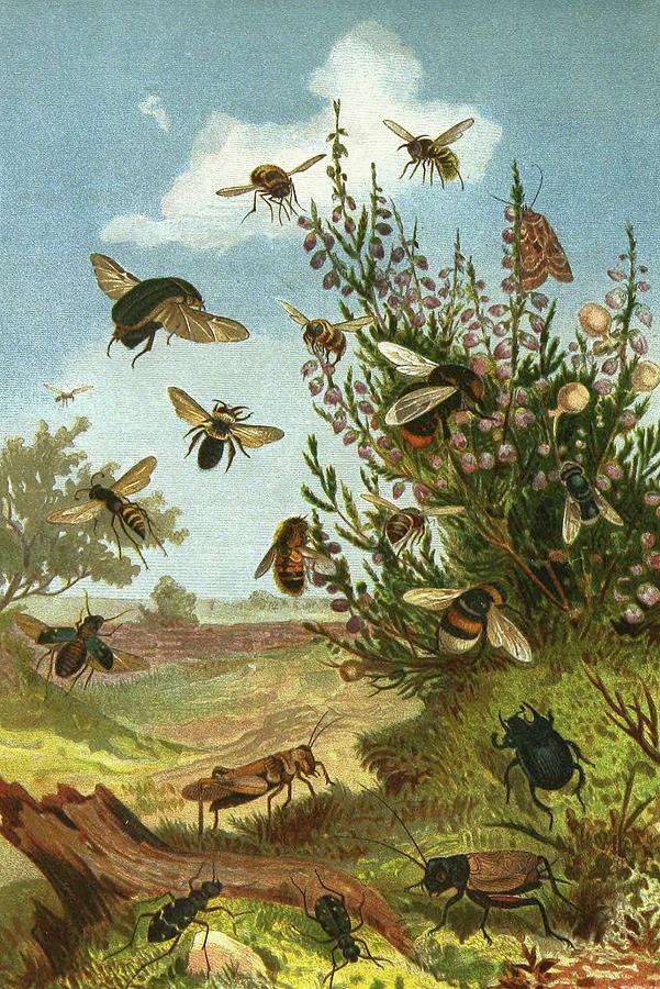 Insects in a Vibrant Landscape Painting - Die Insekten, Tausendfussler Und Spinnen Pl 01 by Alfred Edmund Brehm