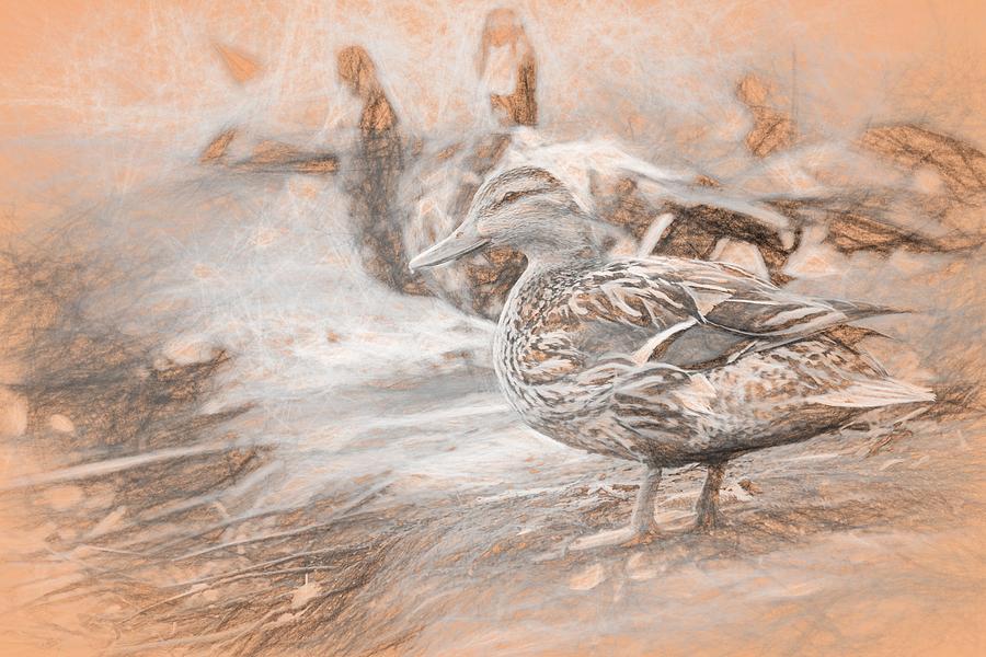 Ducks on Shore da Vinci Photograph by Don Northup