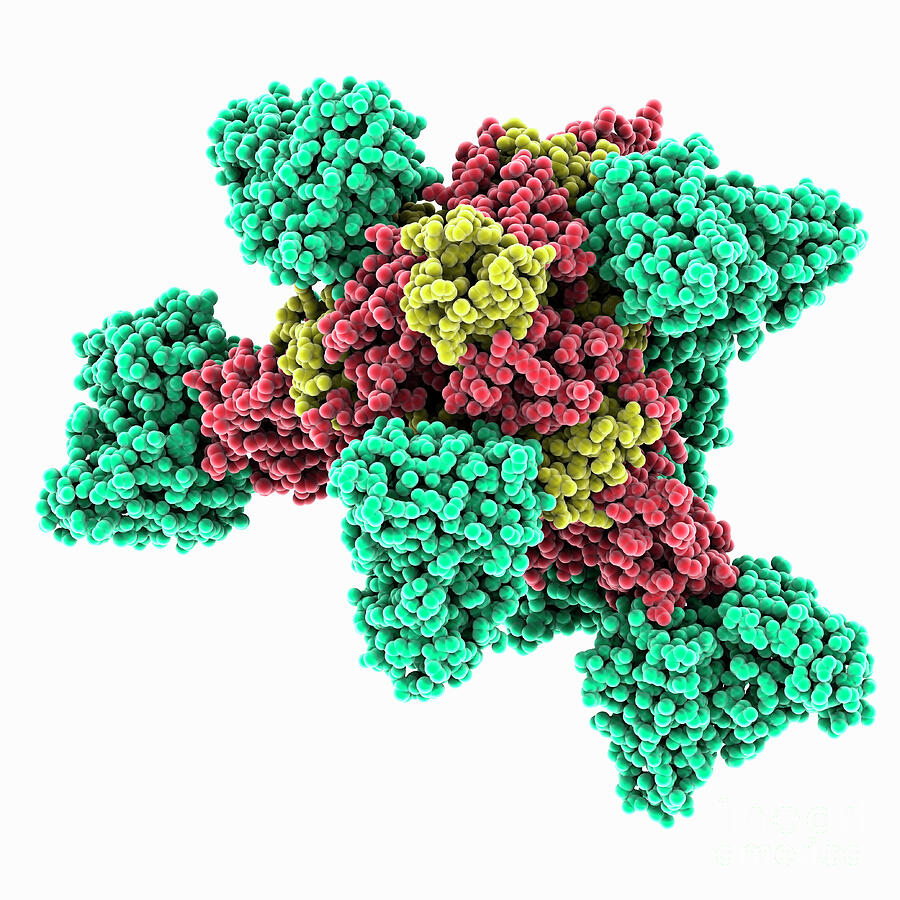 Inmazeb Injection Real Life Examples Ebola Virus Complexed With Inmazeb by Laguna Design / Science Photo Library