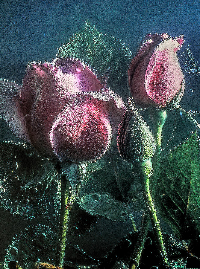 Effervescence Photograph by Randall Dill