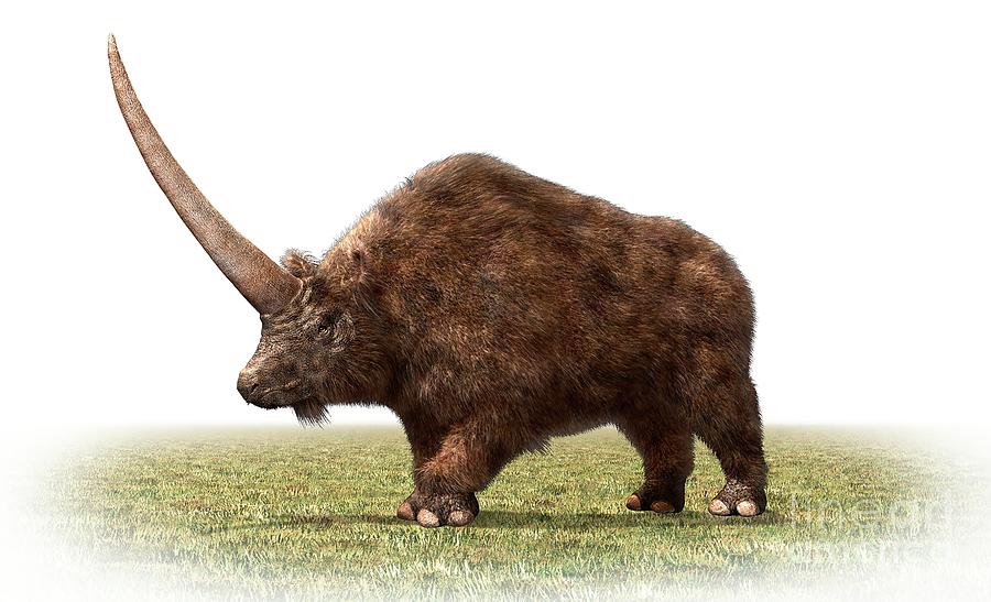 彫刻・オブジェ ozwart Dioscorea Elasmotherium Silver Elasmotherium by Masato Hattori / Science Photo Library
