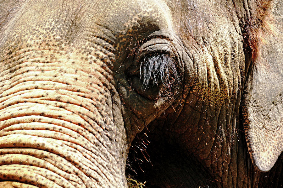 Elephant Eye by Debbie Oppermann - Royalty Free and Rights Managed