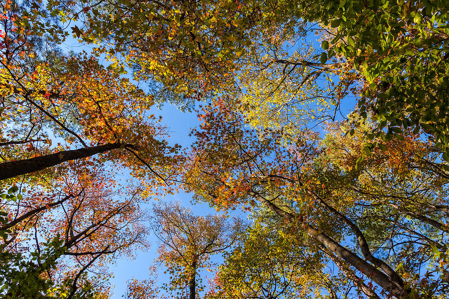 Fall Leaves Photograph by Chris Spencer