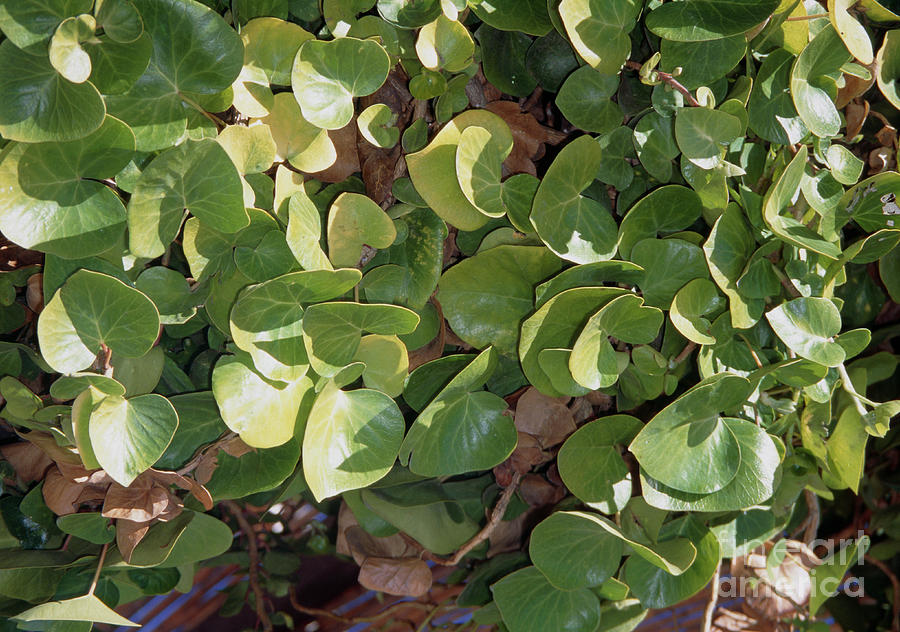 philodendron dark lord Philodendron ~ Dark Lord Live Plant (Fresh Cutting) (Regular)