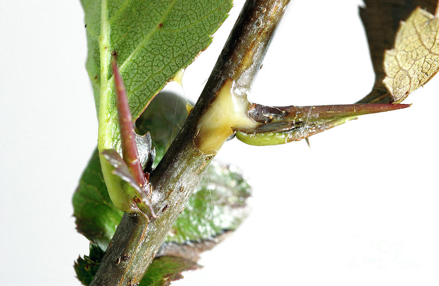 Fireblight by Uk Crown Copyright Courtesy Of Fera / Science Photo Library