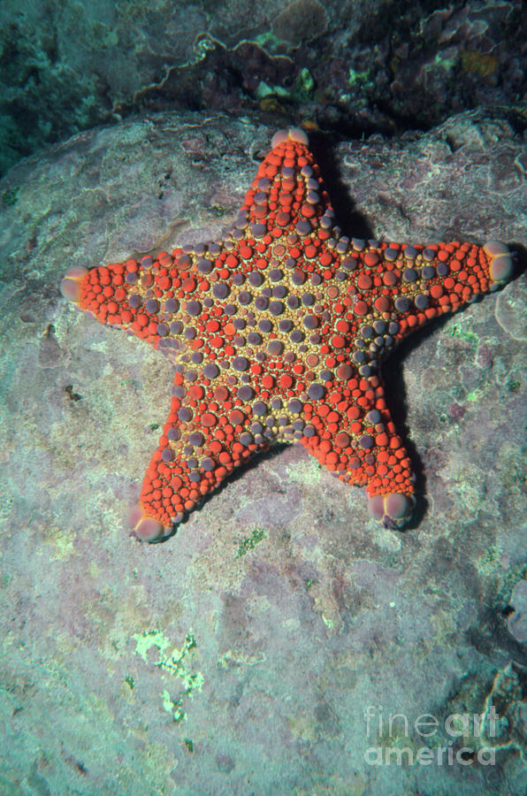 Firebrick Starfish by Dr George Gornacz / Science Photo Library