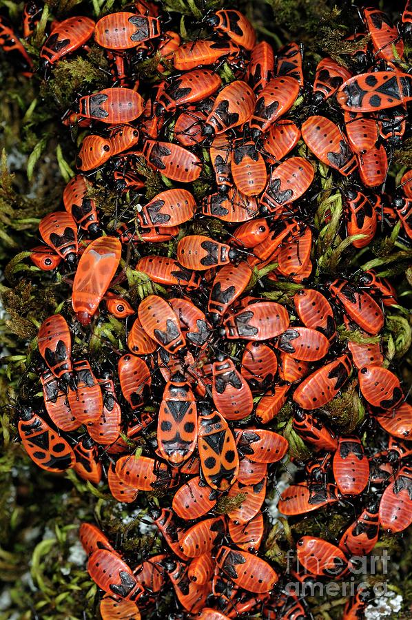 Firebrands Insect Firebugs by Chris Hellier / Science Photo Library