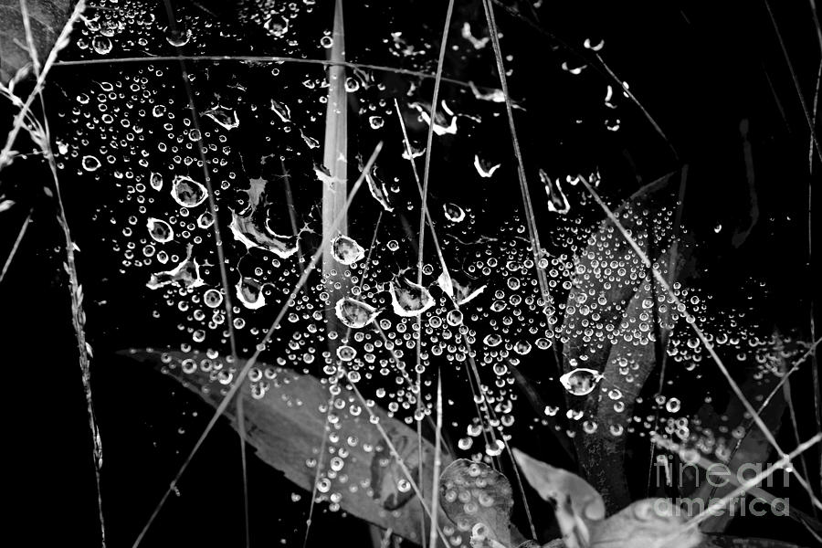 First Dewfall Photograph by Debra Banks