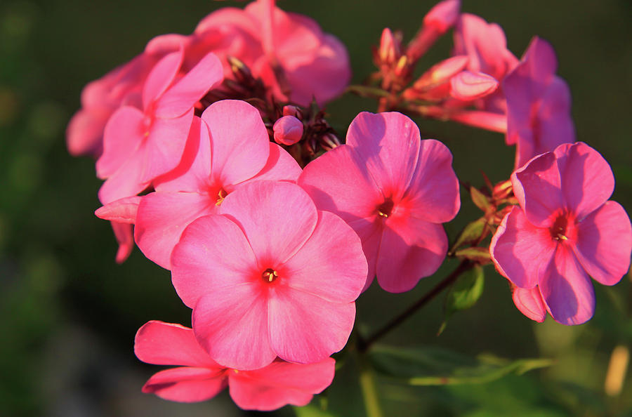 Flaming Pink Phlox Photograph by Dawn Richards