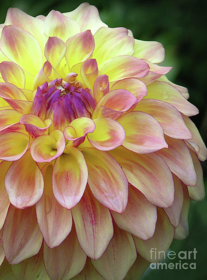 Dahlia Fantasy Photograph by Randall Dill