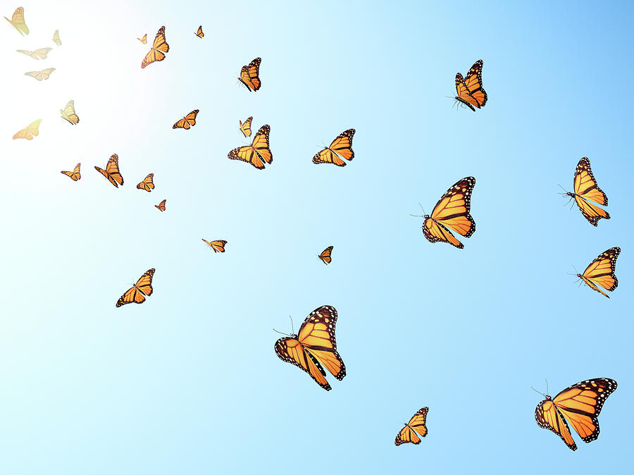 Flying Bullfly Flying Butterflys by Brainmaster