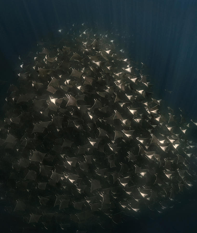 Devil Rays Flying Flying In The Ocean ( Devil Rays) by Jennifer Lu