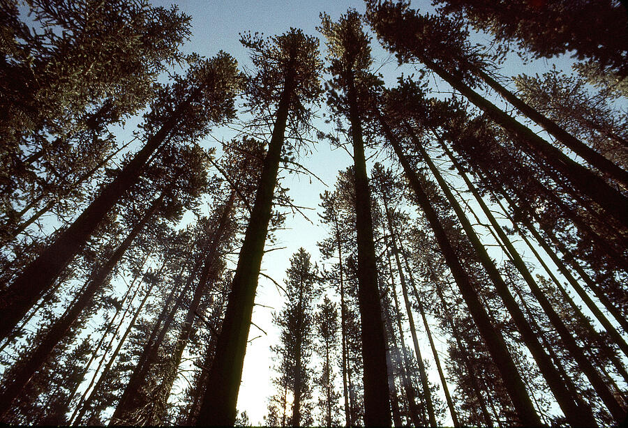 Grove In Forest Forest Grove Of Trees Looking Upward by Bob Riha Jr