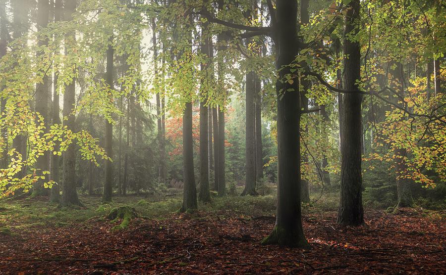 Forest Digital Art by Michael Breitung