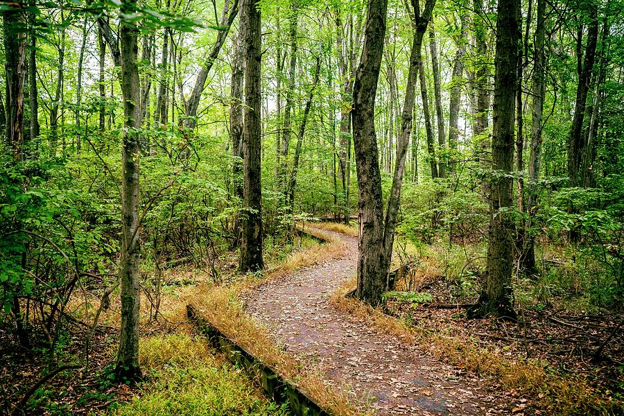 Forest Path, Wildlife Refuge, Nj Digital Art by Laura Zeid