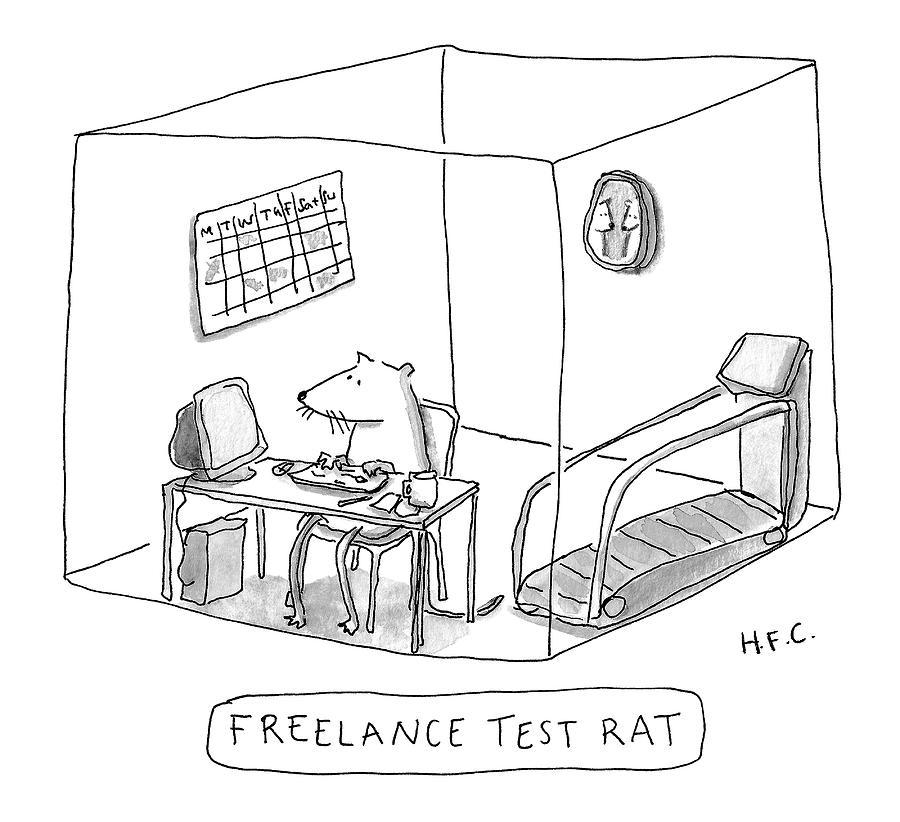 Freelance Test Rat Drawing by Hilary Fitzgerald Campbell