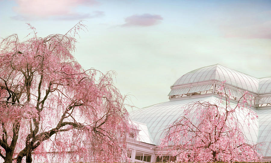 Serene Botanical Garden in Spring Photograph - Weeping Cherry Tree Tops by Jessica Jenney