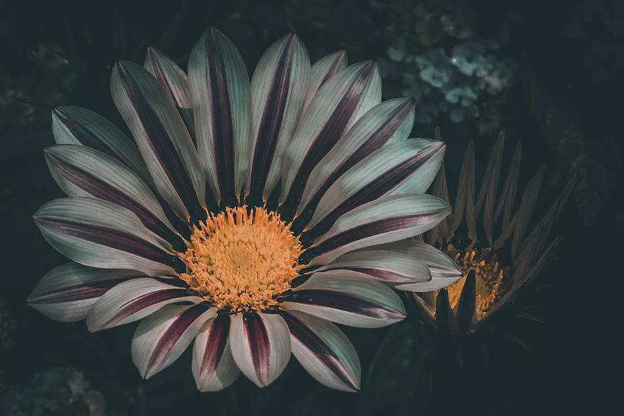 Gazania Gaze Photograph by Kevin Schwalbe