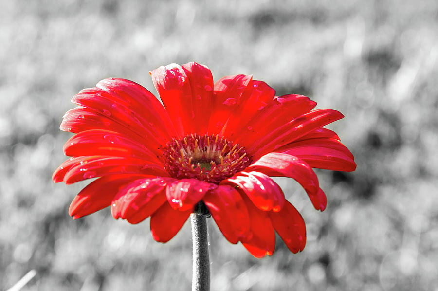 Gerbera Daisy Color Splash Photograph by Dawn Richards