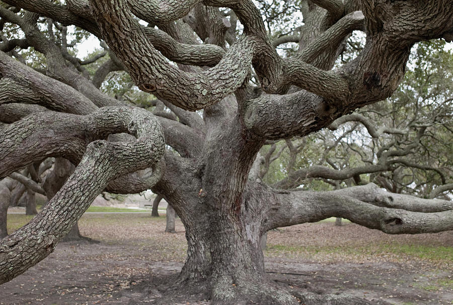 Giant Live Oak Tree by Austinartist