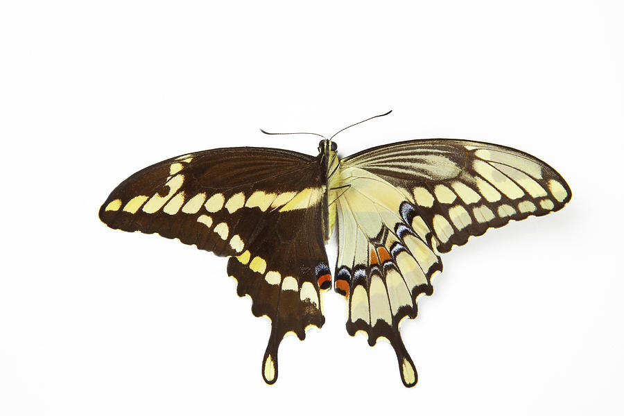 ヒナドリさま専用】皐月恵 swallow tail betterfly 版画 皐月恵 版画