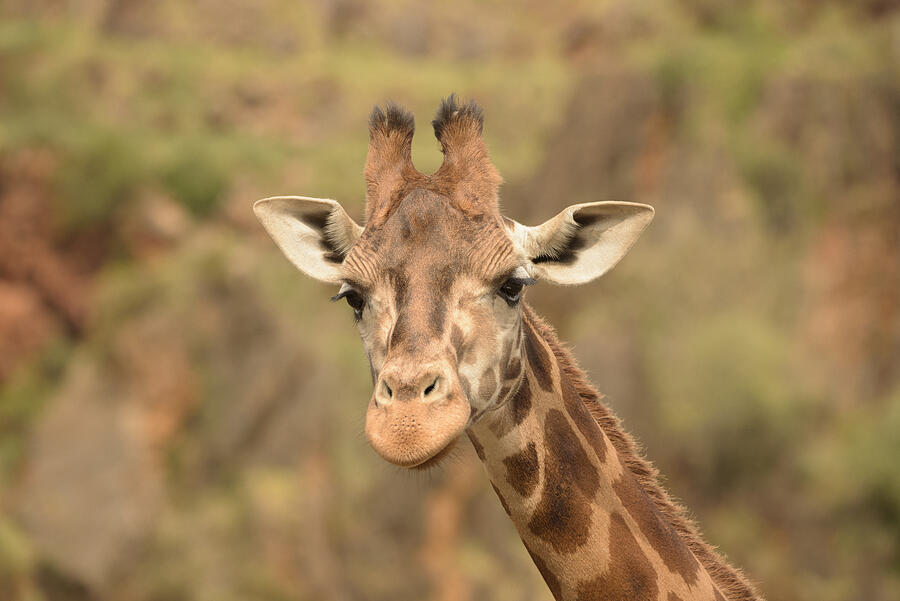 Giraffe Portrait by Xan Gasalla Gonzalez