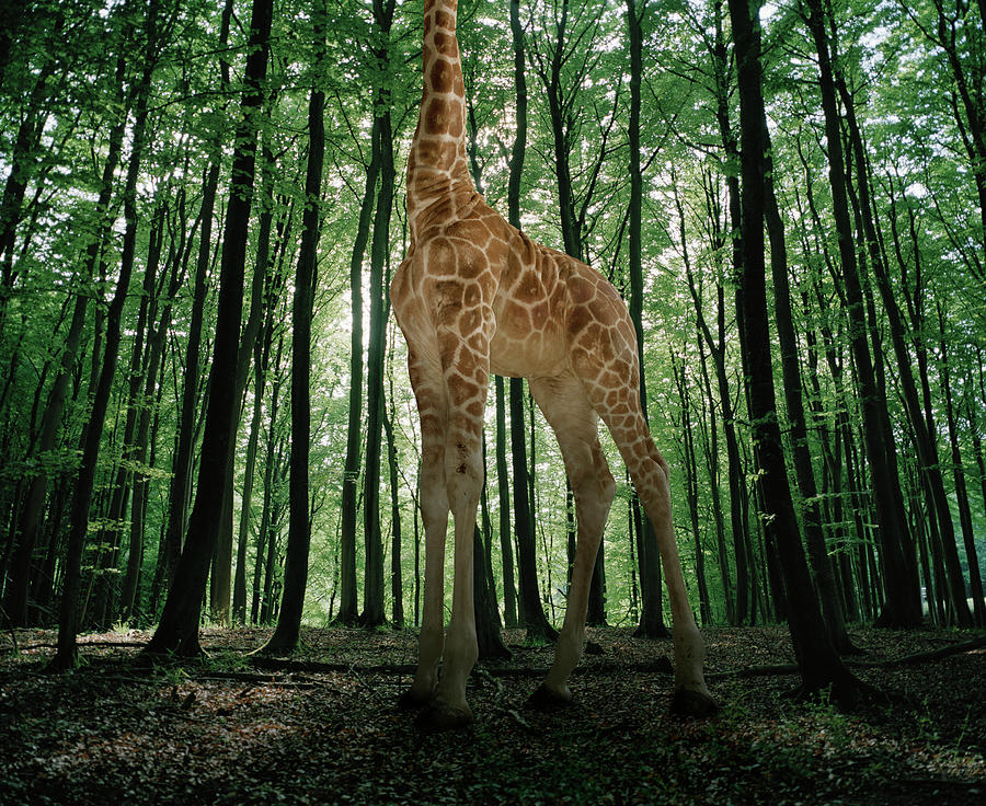 Giraffe Stands In The Woods by Matthias Clamer